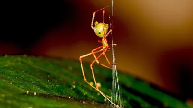 Extraordinary Spider Webs Launch Ants into the Air