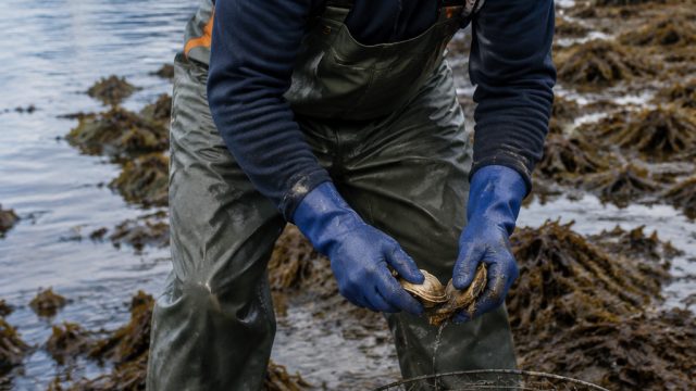 Current Shellfish Harvest Warnings in Southeast Alaska: What You Need to Know | BUFFALO GOLD JACKPOT