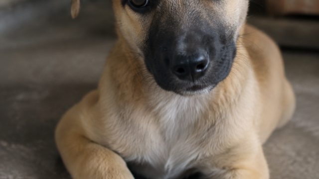 Meet Timmy: A Gentle Pup Seeking a Loving Home | link alternatif maha168, jawapoker88