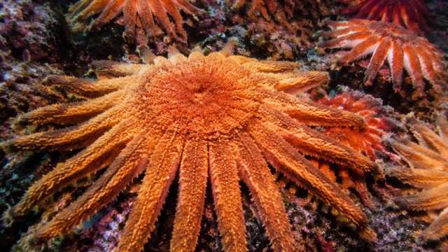 Urgent Call: Protecting Sunflower Sea Stars from Extinction | salam88, yoi4d slot